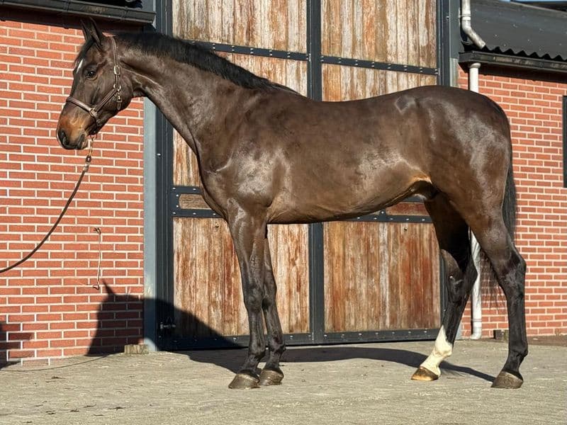 Chabalu PS (CHACCOON BLUE x CARESINNI L)