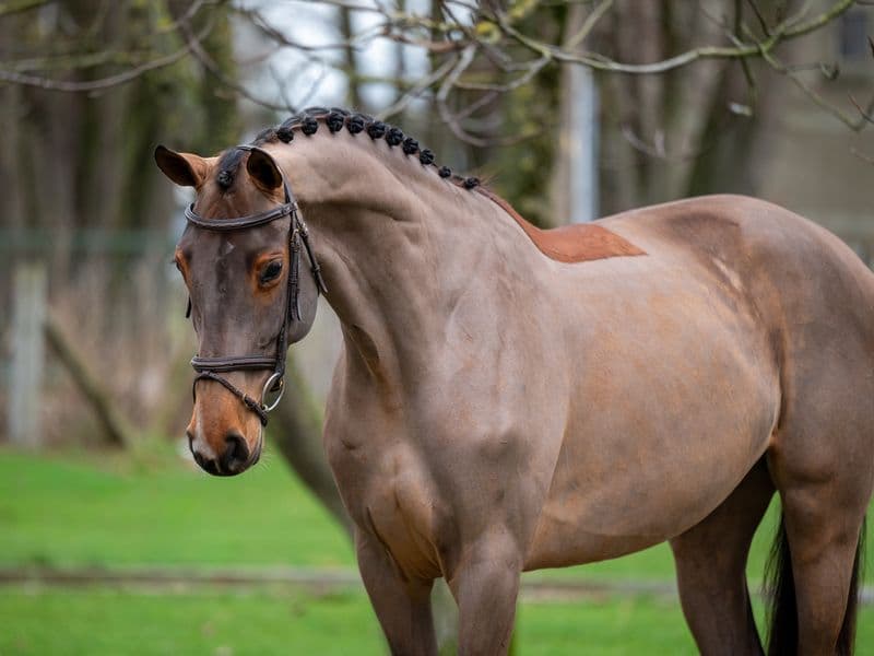 C'est la Vie (DEL'ARKO D'HENVET x CANCARA)
