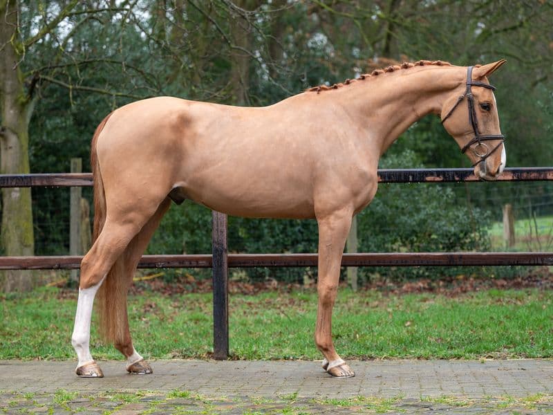 Caspian RH Z (COMILFO PLUS Z x ANDIAMO)